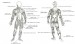 15 svalová soustava (tělo)